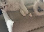 Boy and or girl Ragdoll kittens - Ragdoll Kitten For Sale - Gilbert&comma; AZ&comma; US