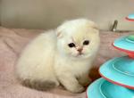 Selena - Scottish Fold Kitten For Sale - MA&comma; US