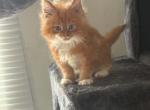 Sunny - Maine Coon Kitten For Sale - Chouteau&comma; OK&comma; US