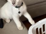 Siamese kitten litter available now - Siamese Kitten For Sale - Youngstown&comma; OH&comma; US