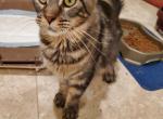 Calista - Maine Coon Cat For Sale/Retired Breeding - Los Gatos&comma; CA&comma; US