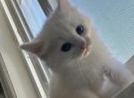 Sweet heart - Ragdoll Kitten For Sale - West Covina&comma; CA&comma; US