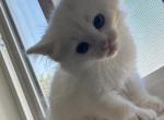 Bonita - Ragdoll Kitten For Sale - Riverside&comma; CA&comma; US