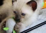 Sealpoint Female - Siamese Kitten For Sale - Willington&comma; CT&comma; US