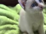 Snows Siamese Snowshoe - Siamese Kitten For Sale - Moneta&comma; VA&comma; US
