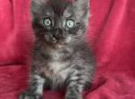 Moon Cat Maine Coon and Elf Sphynx mix - Maine Coon Cat For Sale - Jacksonville&comma; FL&comma; US