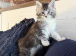 Anastesia - Maine Coon Kitten For Sale - Jacksonville&comma; FL&comma; US