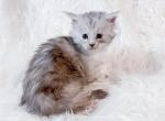 Rangoon High Silver Maine Coon Kitten - Maine Coon Kitten For Sale - 