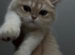 Dora - Scottish Straight Kitten For Sale - Brooklyn&comma; NY&comma; US