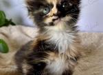 Maine Coons of Cedar Yard - Maine Coon Kitten For Sale - 