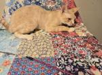 Tigger - Devon Rex Kitten For Sale - Lynchburg&comma; VA&comma; US
