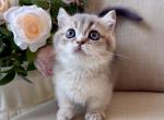 Munchkin Blue Gold Female - Munchkin Kitten For Sale - Orlando&comma; FL&comma; US