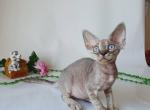 Devon Rex seal point - Devon Rex Kitten For Sale - Hollywood&comma; FL&comma; US