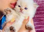 Lory BHL - British Shorthair Kitten For Sale - Brooklyn&comma; NY&comma; US