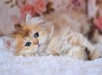 Frida - British Shorthair Kitten For Sale - Brooklyn&comma; NY&comma; US