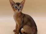 Lucky - Abyssinian Kitten For Sale - Brooklyn&comma; NY&comma; US