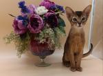Kraven - Abyssinian Kitten For Sale - Brooklyn&comma; NY&comma; US