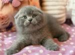 Potapuf - Scottish Fold Kitten For Sale - Brooklyn&comma; NY&comma; US