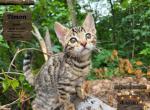 Timon - Bengal Kitten For Sale - Needmore&comma; PA&comma; US