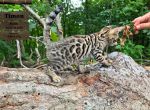 Timon - Bengal Kitten For Sale - Needmore&comma; PA&comma; US