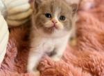 Pamela - British Shorthair Kitten For Sale - Brooklyn&comma; NY&comma; US