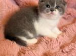 Ponochka - Scottish Fold Kitten For Sale - Brooklyn&comma; NY&comma; US