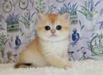 Jolie - British Shorthair Kitten For Sale - Brooklyn&comma; NY&comma; US