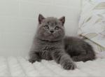 Vincent Bri - British Shorthair Kitten For Sale - Brooklyn&comma; NY&comma; US