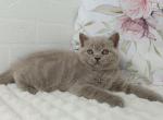 Vanessa - British Shorthair Kitten For Sale - Brooklyn&comma; NY&comma; US