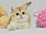 Eva - British Shorthair Kitten For Sale - Brooklyn&comma; NY&comma; US
