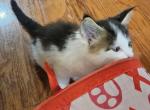 Keeley litter male - Maine Coon Kitten For Sale - Chickamauga&comma; GA&comma; US
