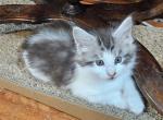 Keeley litter female - Maine Coon Kitten For Sale - 