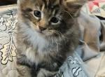 Male Keeley litter - Maine Coon Kitten For Sale - Chickamauga&comma; GA&comma; US
