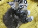 Female Keeley litter - Maine Coon Kitten For Sale - Chickamauga&comma; GA&comma; US
