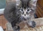 Last male keeley litter - Maine Coon Kitten For Sale - Chickamauga&comma; GA&comma; US