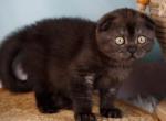 Ursula - Scottish Fold Kitten For Sale - Brooklyn&comma; NY&comma; US