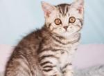 Uma - British Shorthair Kitten For Sale - Brooklyn&comma; NY&comma; US