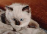 Smoky Beara - Ragdoll Kitten For Sale - Sand Canyon&comma; CA&comma; US
