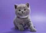 Picasso - British Shorthair Kitten For Sale - Brooklyn&comma; NY&comma; US