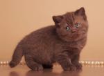 Oshka - British Shorthair Kitten For Sale - Brooklyn&comma; NY&comma; US