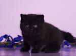 Odie - British Shorthair Kitten For Sale - Brooklyn&comma; NY&comma; US