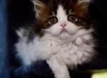 Jacob - Scottish Straight Kitten For Sale - Warwick&comma; NY&comma; US