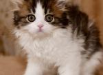 Jacob - Scottish Straight Kitten For Sale - Warwick&comma; NY&comma; US