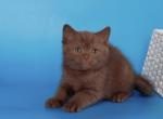 Quiz - British Shorthair Kitten For Sale - Brooklyn&comma; NY&comma; US