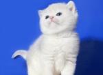 Ilona - British Shorthair Kitten For Sale - Brooklyn&comma; NY&comma; US
