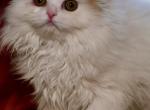 Jasmine - Scottish Fold Kitten For Sale - Warwick&comma; NY&comma; US