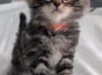Siberian Kittens Gerty and Jonsey had  kittens - Siberian Kitten For Sale - Milan&comma; MI&comma; US