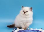 Yvette - British Shorthair Kitten For Sale - Brooklyn&comma; NY&comma; US