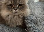 Alisa - Scottish Fold Cat For Sale - Center Moriches&comma; NY&comma; US