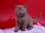 Yanka - British Shorthair Kitten For Sale - Brooklyn&comma; NY&comma; US